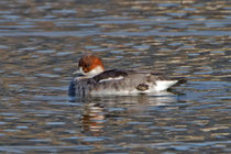Zwergsäger W (Mergellus albellus), Klingnauer Stausee