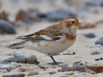 Schneeammer (Plectrophenax nivalis), Helgoland
