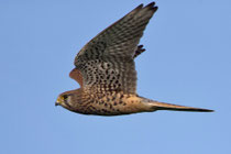 Turmfalke W (Falco tinnunculus), Hellikon AG