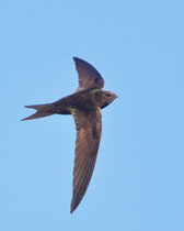 Mauersegler (Apus apus), aufgenommen bei einer durch BirdLife Brugg betreuten Mauersegler-Kolonie beim Werkhof in Brugg