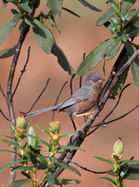 Provencegrasmücke (sylvia undata), Mertola, Portugal