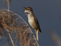 Drosselrohrsänger (Acrocephalus arundinaceus), Klingnauer Stausee