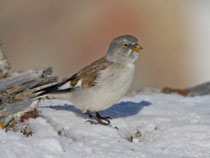 Schneesperling (Montifringilla nivalis), Schlichtkleid, Gemmi VS