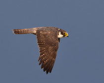 Baumfalke (Falco subbuteo), Stille Reuss, Rottenschwil