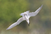 Brandseeschwalbe (Sterna sandvicensis), Klingnauer Stausee