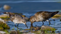 Zwergstrandläufer (Calidris minuta) mit Alpenstrandläufer im Hintergrund, Jona SG