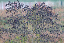 Star (Sturnus vulgaris), Schwarm lässt sich am Abend auf einem Schlafbaum nieder, Klingnauer Stausee