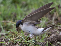 Mehlschwalbe (Delichon urbicum) sammeln Lehm für den Nestbau, El Rocio/Donana, Spanien