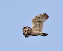 Sumpfohreule (Asio flammeus), Pasvik, Norwegen