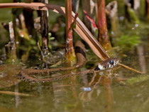 Ringelnatter (Natrix natrix), Villnachern