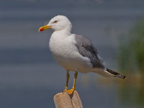 Mittelmeermöwe (Larus michahellis), La Sauge de Cudrefin 