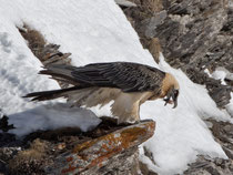 Bartgeier (Gypaetus barbatus), Gemmipass (Leukerbad) VS