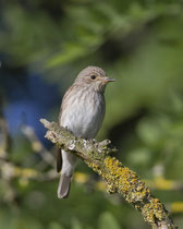 Grauschnäpper (Muscicapa striata), Limmatspitz