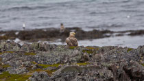 Seeadler (Haliaeetus albicella), Varanger, Norwegen