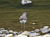 Waldwasserläufer (Tringa ochropus), Limmatspitz