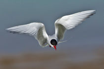Küstenseeschwalbe (Sterna pardisea), Ekkeroy/Varanger, Norwegen