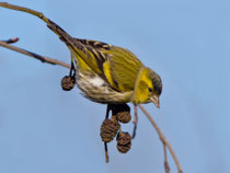 Erlenzeisig (Carduelis spinus), Stille Reuss b. Rottenschwil