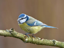 Blaumeise (Cyanistes caeruleus), Villnachern