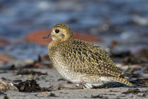 Goldregenpfeifer (Pluvialis apricaria), Helgoland D