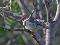 Polarbirkenzeisig (Carduelis hornemanni), Varanger, Norwegen