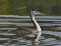 Juveniler Haubentaucher fast ausgewachsen, Klingnauer Stausee