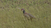 Rothuhn (Alectoris rufa), Castro Marim, Portugal