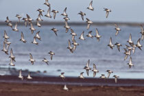 Alpenstrandläufer (Calidris alpina), Prerow, Mecklenburg-Vorpommern