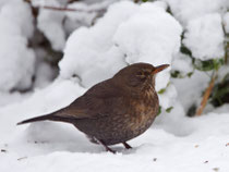 Amsel (Turdus merula) W, Villnachern