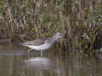 Grünschenkel (Tringa nebularia), Flachsee