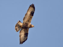 Raufussbussard (Buteo lagopus), Birrfeld