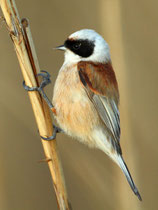 Beutelmeise (Remiz pendulinus), Klingnauer Stausee