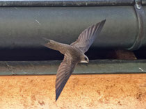 Fahlsegler (Apus pallidus), Brig VS