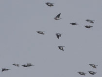 Hohltaube (Columba oenas), Staffelegg, Hohltauben (Mitte) ziehen oft in Ringeltaubenschwärmen mit