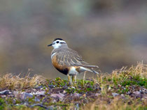 Mornellregenpfeifer (Charadrius adriaticus), im PK, Berlevag, Norwegen