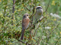 Neuntöter (Lanius collurio), Männchen mit Jungvogel, Petite Camargue Alsacienne, Frankreich