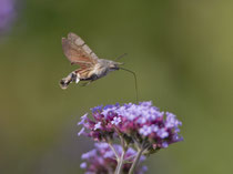 Taubenschwänzchen (Macroglossum stellatarum), Villnachern