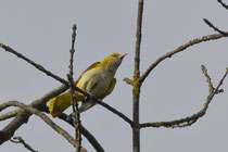 Pirol (Oriolus oriolus) W, Flachsee