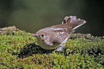 Halsbandschnäpper W (Ficedula albicollis), Hortobagy, Ungarn