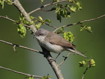 Klappergrasmücke (Sylvia curruca), Klingnauer Stausee