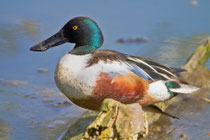 Löffelente M (Anas clypeata), Klingnauer Stausee