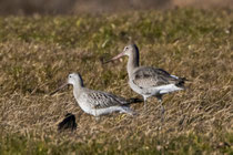 Pfuhlschnepfe (Limosa lapponica), Frauenwinkel