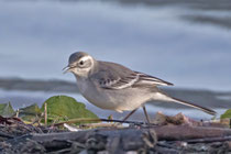 Zitronenstelze (Motacilla citreola) juvenil, Schmerikon SG