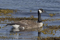 Kanadagans (Branta canadensis), Isle of Mull GB