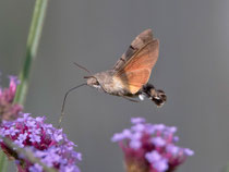 Taubenschwänzchen (Macroglossum stellatarum), Villnachern