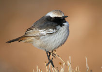 Fahlbürzel-Steinschmätzer M (Oenanthe moesta), Boumalne, Marokko