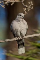 Türkentaube (Streptopelia decaocto), Fuerteventura