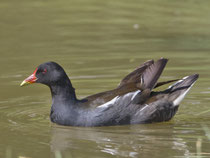 Teichhuhn (Gallinula chloropus), Limmatspitz