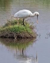 Löffler (Platalea leucorodia), Donana, Spanien