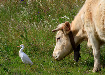 Kuhreiher suchen gerne die Nähe von Kühen und Schafen ... (Mertola, Portugal)