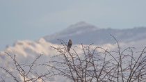 Raufussbussard (Buteo lagopus), Noville VD